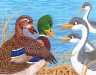 Quacky1