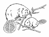 Beaver